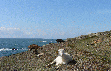 ILE D OUESSANT-finistere