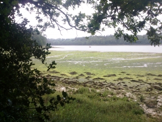 BOIS DE ROSCOURE-finistere