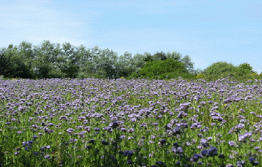 MOELAN SUR MER-finistere