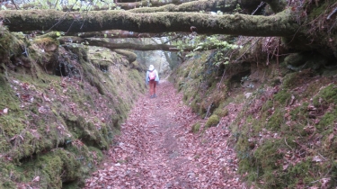HUELGOAT, CIRCUIT PéDESTRE DES CHEVREUILS-finistere