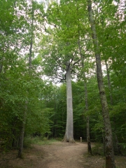 FORET DE TRONCAIS-allier