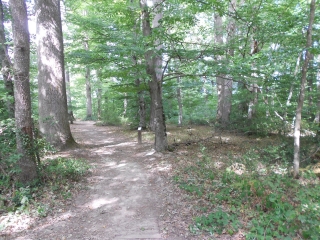 FORET DE TRONCAIS-allier