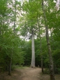 FORET DE TRONCAIS-allier
