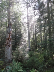 LE PUY DU MONTONCEL-allier