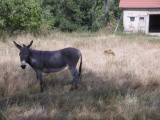SAINT-YORRE - COUPE GORGE ET FONDS DE FERS-allier