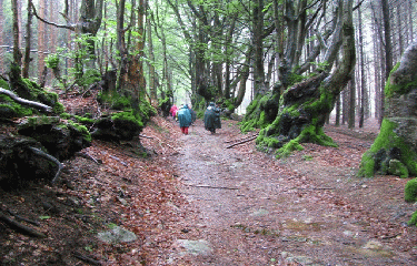 SAINT NICOLAS DES BIEFS-allier