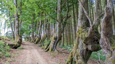 ALLEE DES GEANTS HETRES TORTUEUX - ST-NICOLAS-DES-BIEFS-allier