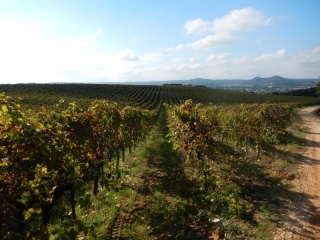 SAINT-LAURENT-LES-ARBRES - LIRAC-gard