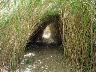 MARAIS DE COUGOURLIER-gard