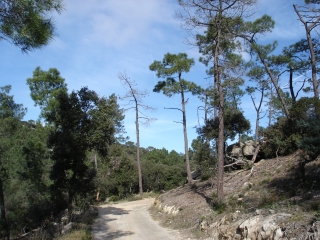 VENEJAN - LES COLLINES RHODANIENNES-gard