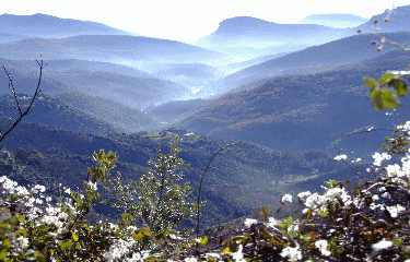 SAINT-ROMAN-DE-CODIERES-gard
