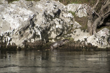 MEJANNES-LE-CLAP - PLAGE DU BAUX-gard