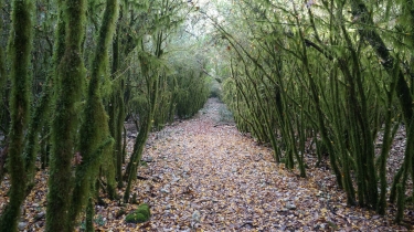 MEJANNES-LE-CLAP - DENT DU SERRET-gard