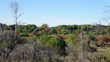 VAUVERT - LES COSTIERES-gard