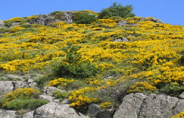 CHEMIN DE ST GUILHEM - ETAPE 8-gard