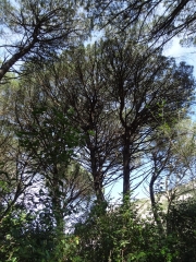 LA BAUME ST VEREDEME - LA FORET DE PINS CORSE-gard