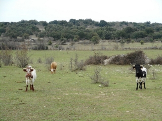 PARIGNARGUES - MAS ET MOULIN-gard