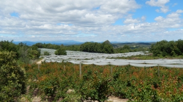 ST-JEAN-DE-CEYRARGUES - MAS BOUSQUET-gard