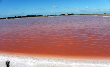 AIGUES-MORTES - LES SALINS-gard