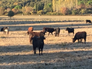 QUISSAC - ORTHOUX-gard