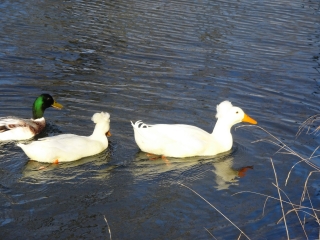 VISITE DE ST MAXIMIN - ST SIFFRET - UZES-gard