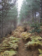 TALEYRAC - COL DE L ELZE-gard