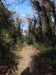 SAINT-LAURENT-DES-ARBRES-gard