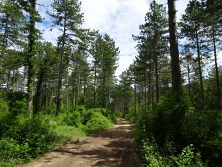 SAINT-PAUL-LES-FONTS - CANABIER-gard