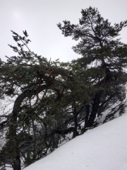 STELLE CHARLES FLAHAULT - BOIS DE LA DAUPHINE - POINT SUBLIME-gard