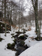 STELLE CHARLES FLAHAULT - BOIS DE LA DAUPHINE - POINT SUBLIME-gard