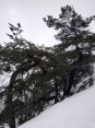 STELLE CHARLES FLAHAULT - BOIS DE LA DAUPHINE - POINT SUBLIME-gard