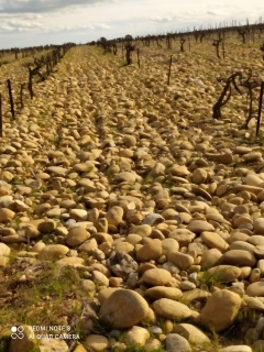 ST-LAURENT-DES-ARBRES - LIRAC-gard