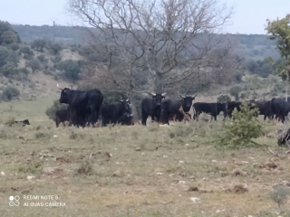 AUDABIAC - LUSSAN-gard