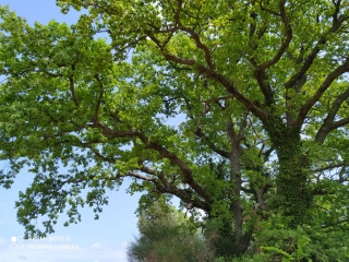 BOIS DE VERFEUIL - ST MARCEL DE CAREIRET-gard