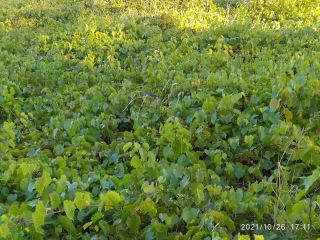 DE ST-JEAN-DE-MARUEJOLS VERS ST-SAUVEUR-gard