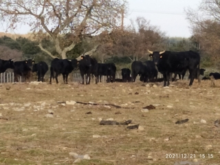 LA BRUGUIERE - VALLERARGUES-gard