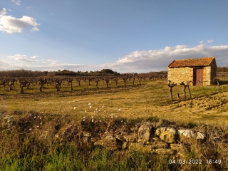 ST MAURICE DE CAZEVIEILLE - CRUVIERS LASCOUR-gard