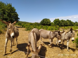 AIGUEZE - TOUR DE LA COMBE DE RAYNAUD-gard