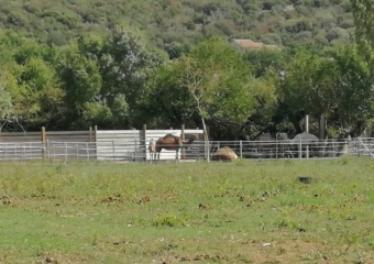 NAVACELLES - LEYRIS VALEZES-gard