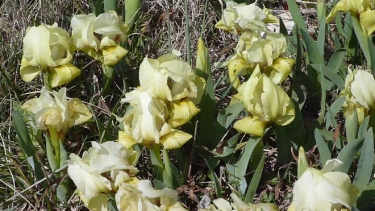 SAINT-HILAIRE-D OZILHAN - FORET DE VALLONGUE-gard