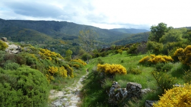 DOURBIES - PIC SAINT GUIRAL-gard