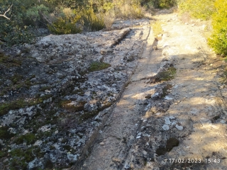 DANS LES BOIS DE FLAUX-gard