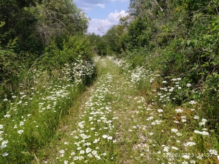 BOIS DE VALSAUVE-gard