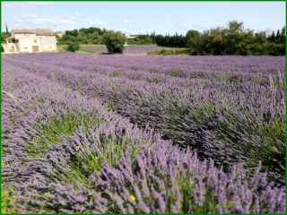 BARJAC - CIRCUIT DES LAVANDES-gard