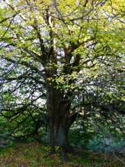 CASTILLON - MONTAGNAC - REBOUL-gard