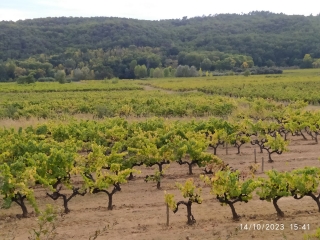 ST LAURENT LA VERNEDE - MAS CARRIERE-gard