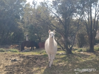 AUTOUR DE LA BRUGUIERE-gard