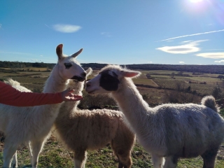 AUTOUR DE LA BRUGUIèRE-gard
