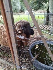 MADONE ET CHEMIN DES CAPITELLES-gard