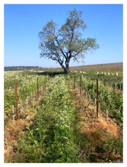 DANS LES BOIS DE ST ETIENNE DES SORTS-gard